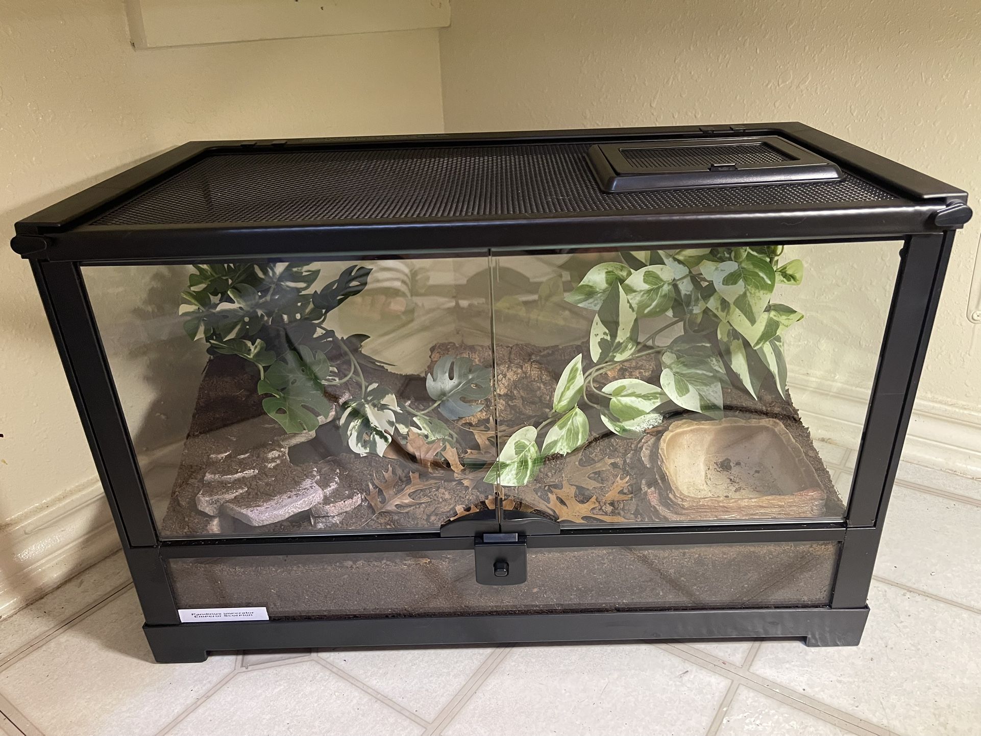 Enclosure For Emperor Scorpion