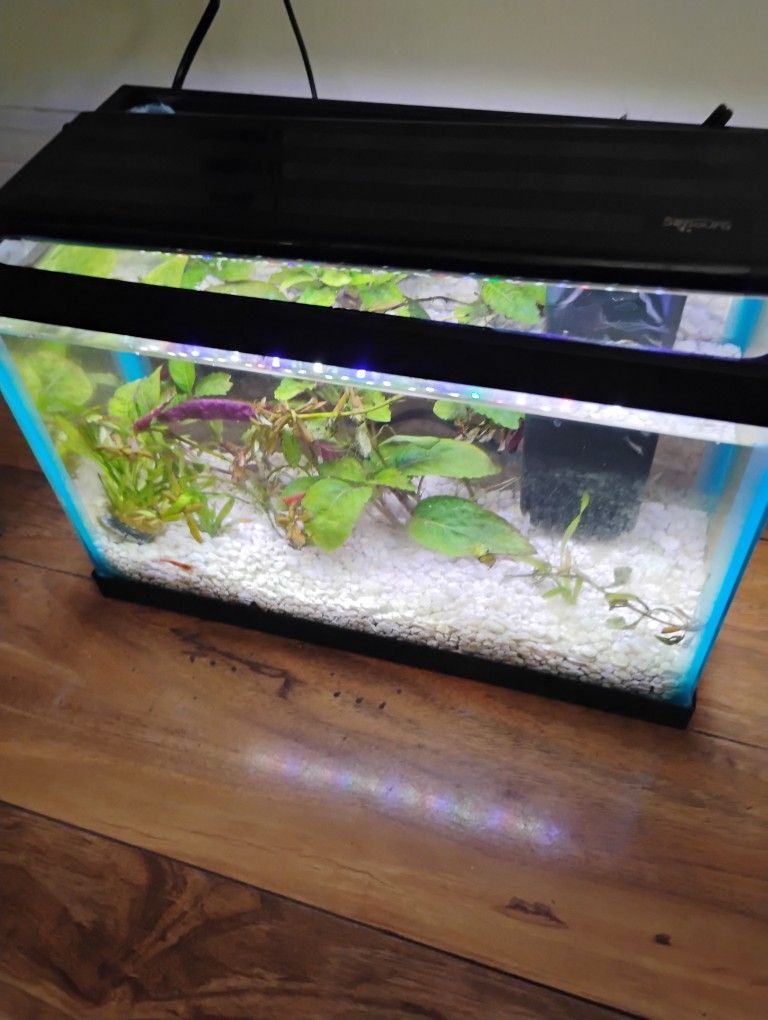 Small Aquarium Perfect For A Desk
