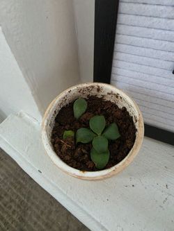 Jade plant