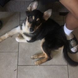 German Shepard/Husky Mix 