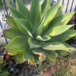Agave Foxtail Succulent Plant