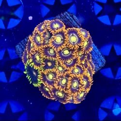 Zoa Mix Colony Saltwater Tank Display Toy