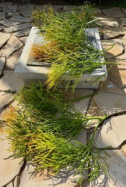 Succulents Plant Stems