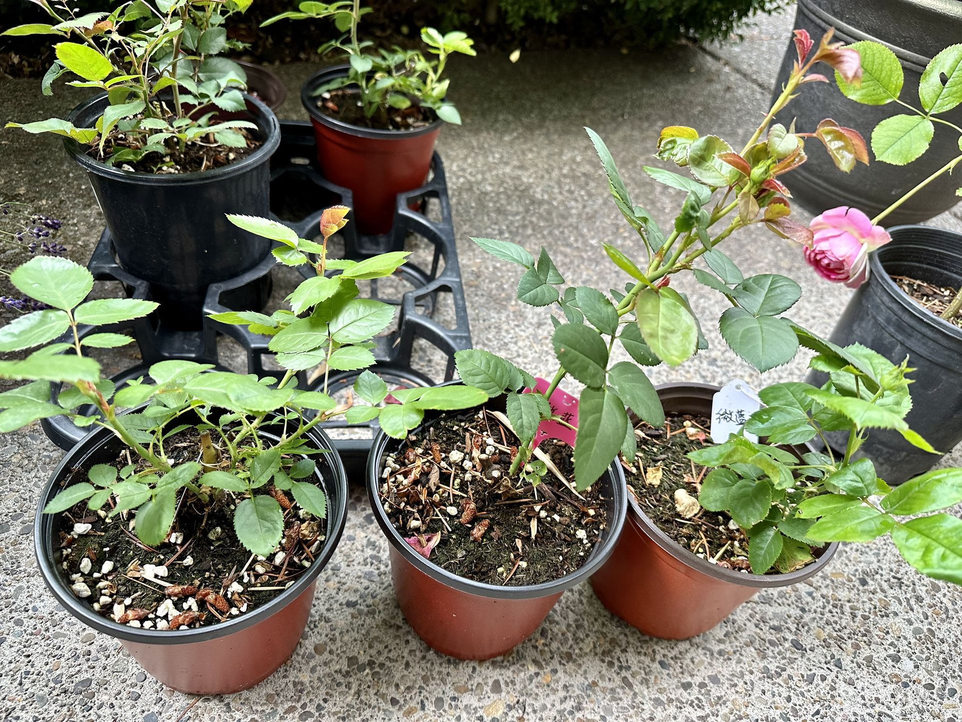 Kinda Blue Roses Plant for Sale in Beaverton, OR OfferUp