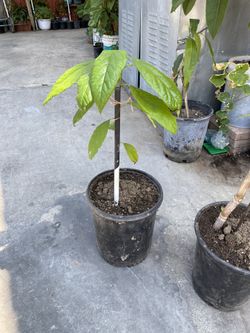 Avocado Tree