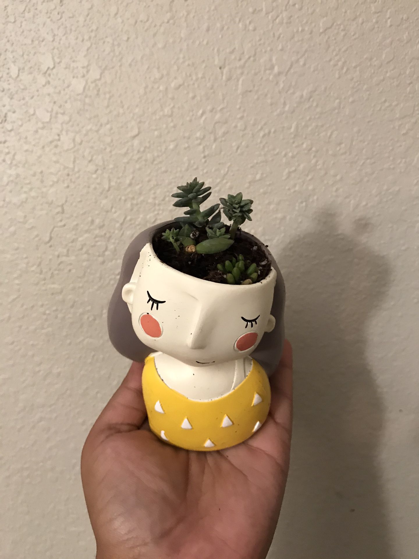Succulent plant in head planter pot