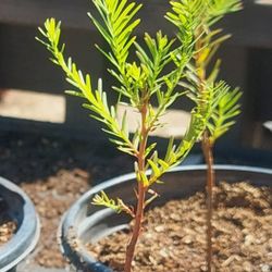 Small tree or big tree planting