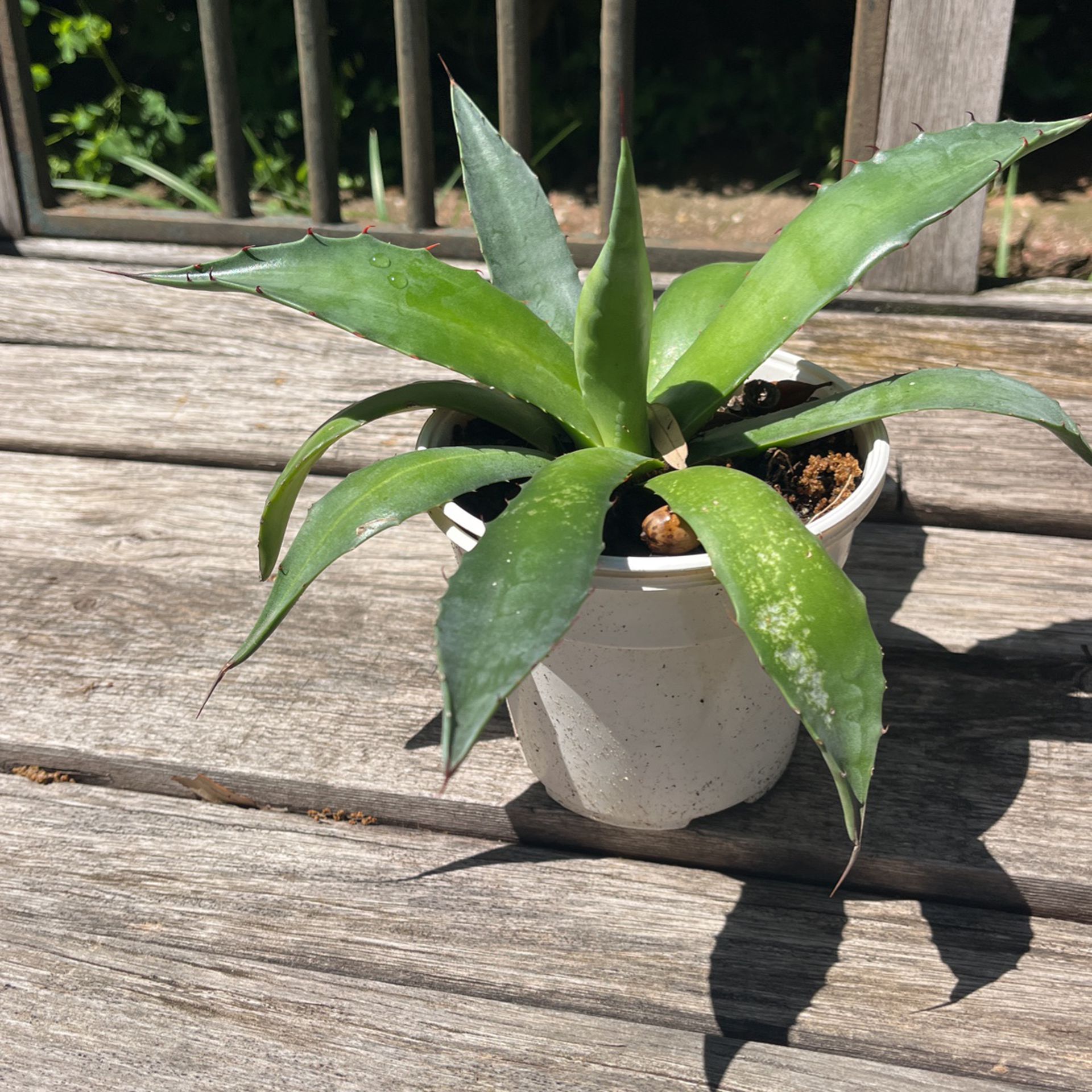 Century Plant 4” pot.  S.W.Arl