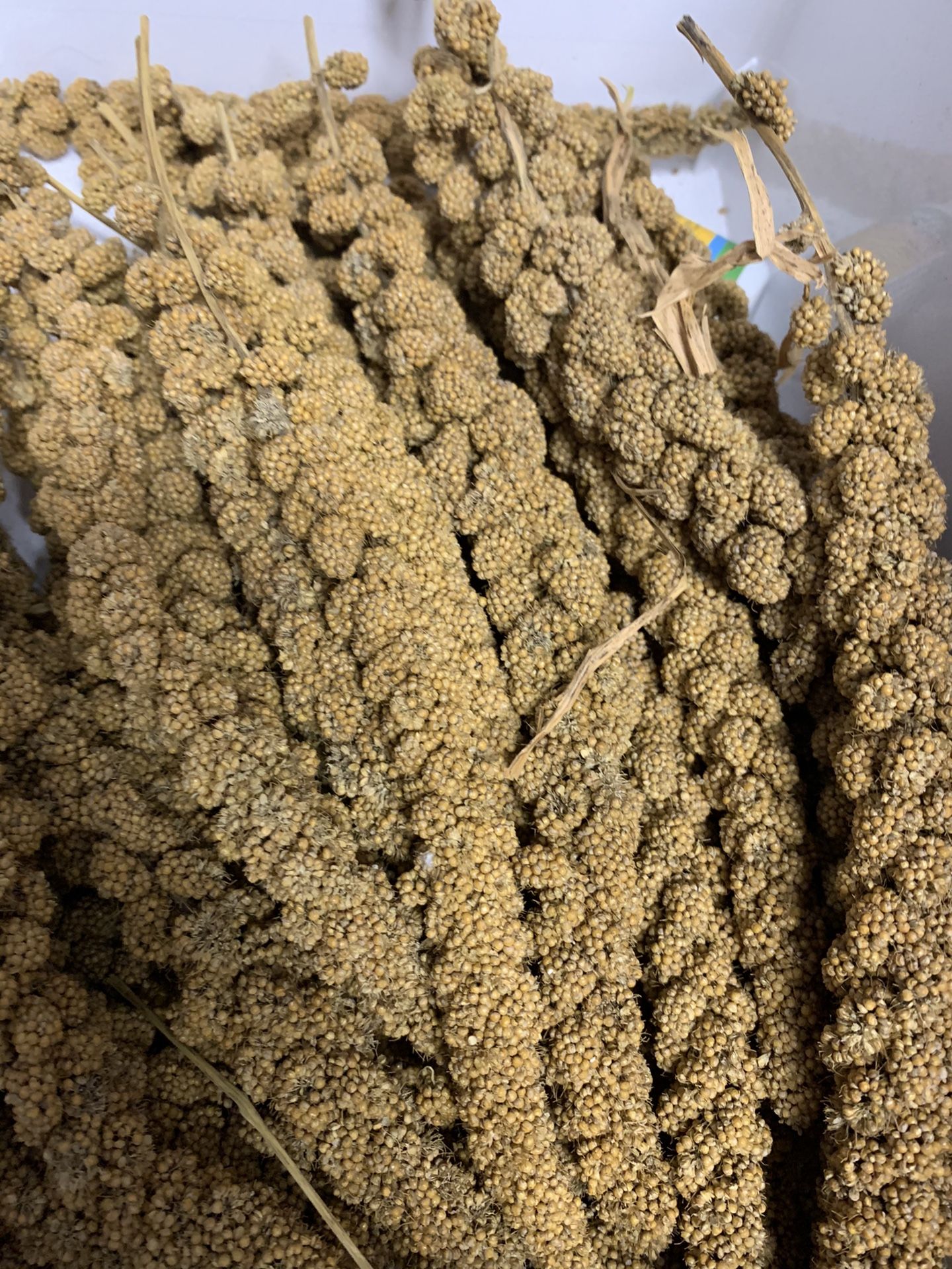 Millet Spray
