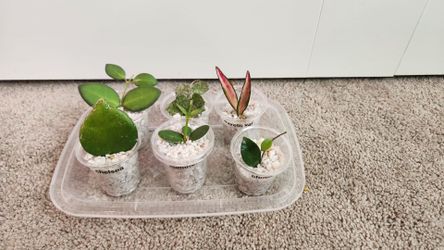 Hoya bundle - UNROOTED cuttings