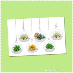 Hanging Succulents In Globe Decor Set of 6 Sold As A Set Have These Cuties Made Today 🌸🌸