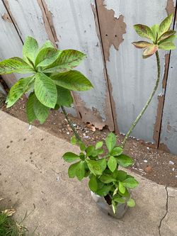 Plant