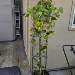 Algerian Ivy Hedera Canariensis Vine Plant about 12 ft now. Need bigger pot and bigger Trellis

Pick up in San Jose 9121 area