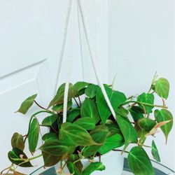 Philodendron Micans Velvet Pothos Plants  with a hanging ceramic pot - Indoor 