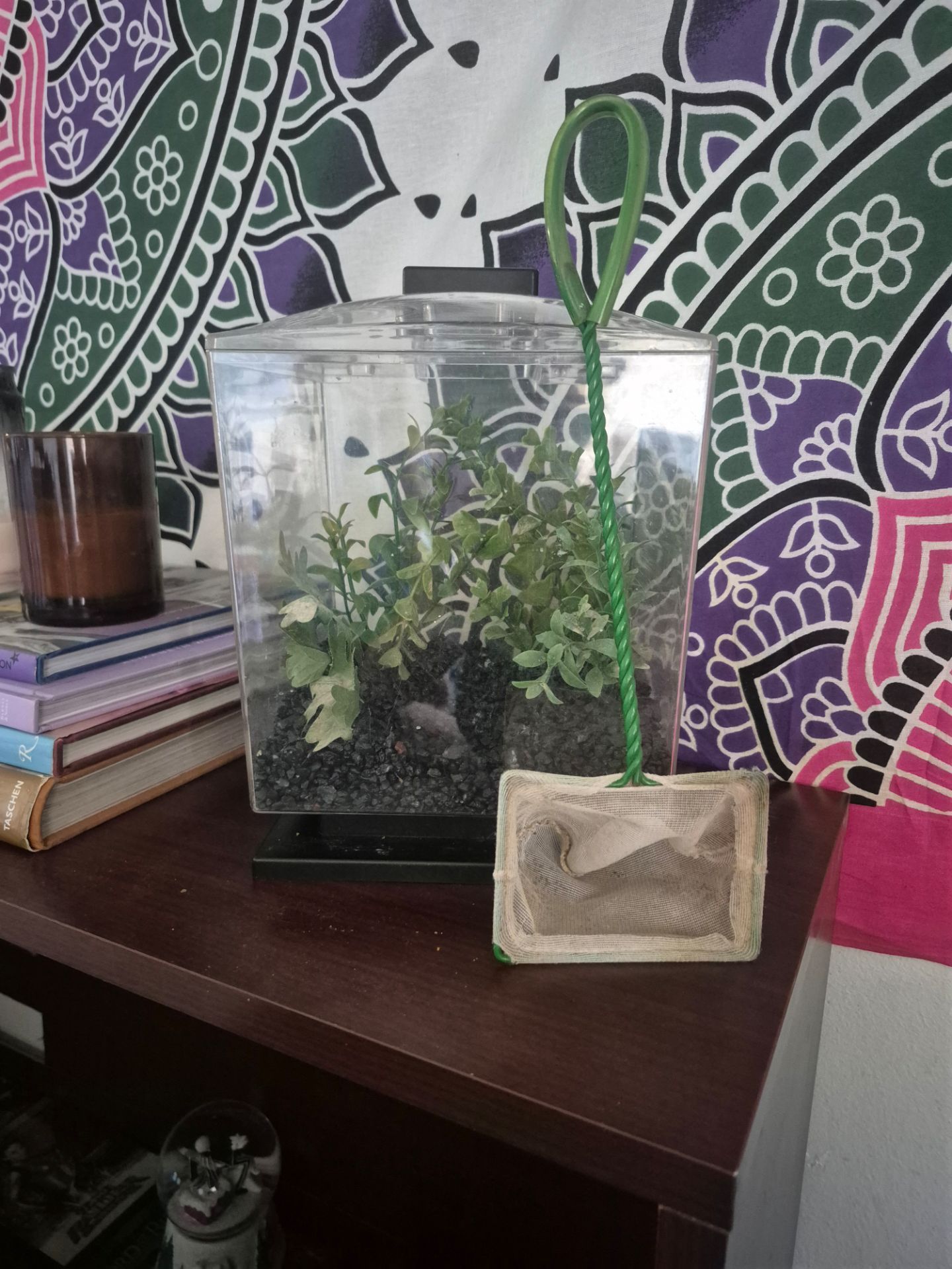 Terrarium/fish tank with artificial plants