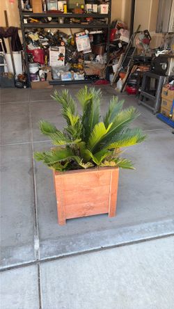 Costume planter with sego palm plant