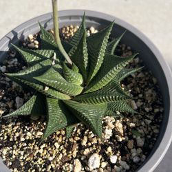 Succulent , Suculenta