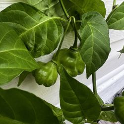 Planta De Ají Dulce (Sweet Cachucha Pepper Plant) 