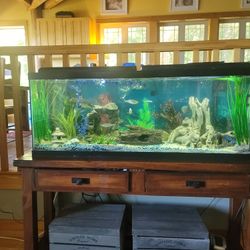50 Gallon Fish Tank And Fish 