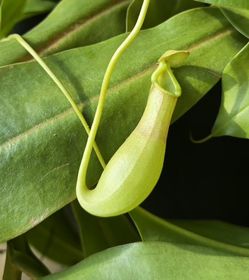 Huge Pitcher Plant  Nepenthes