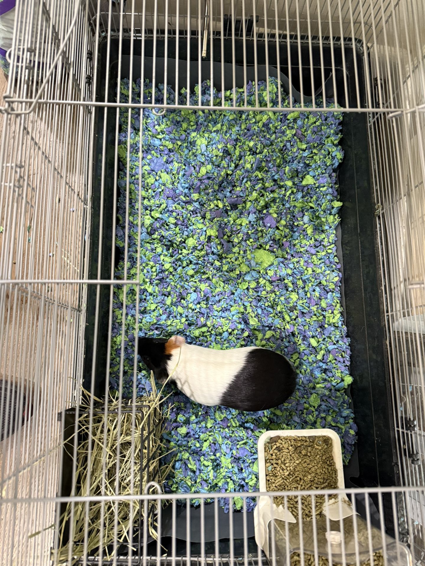 Guinea Pig And Supplies