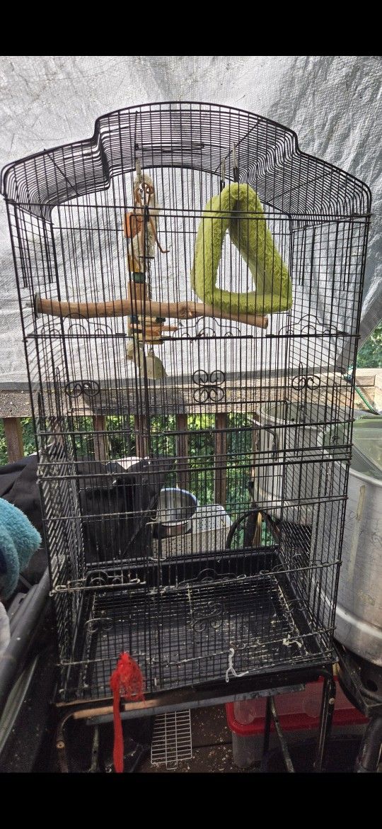 Birds cage
