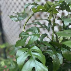 Monstera Ginny - Piccolo For Sale . Healthy!