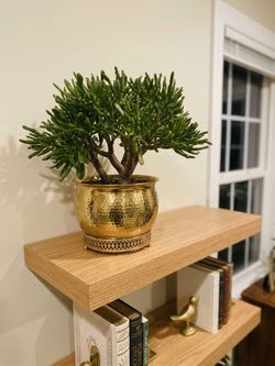 Rare Jade Crassula Ovata Gollum Shrek Ears Ogre ears succulent plant/ indoor plant/ house plant/ flower patio garden
