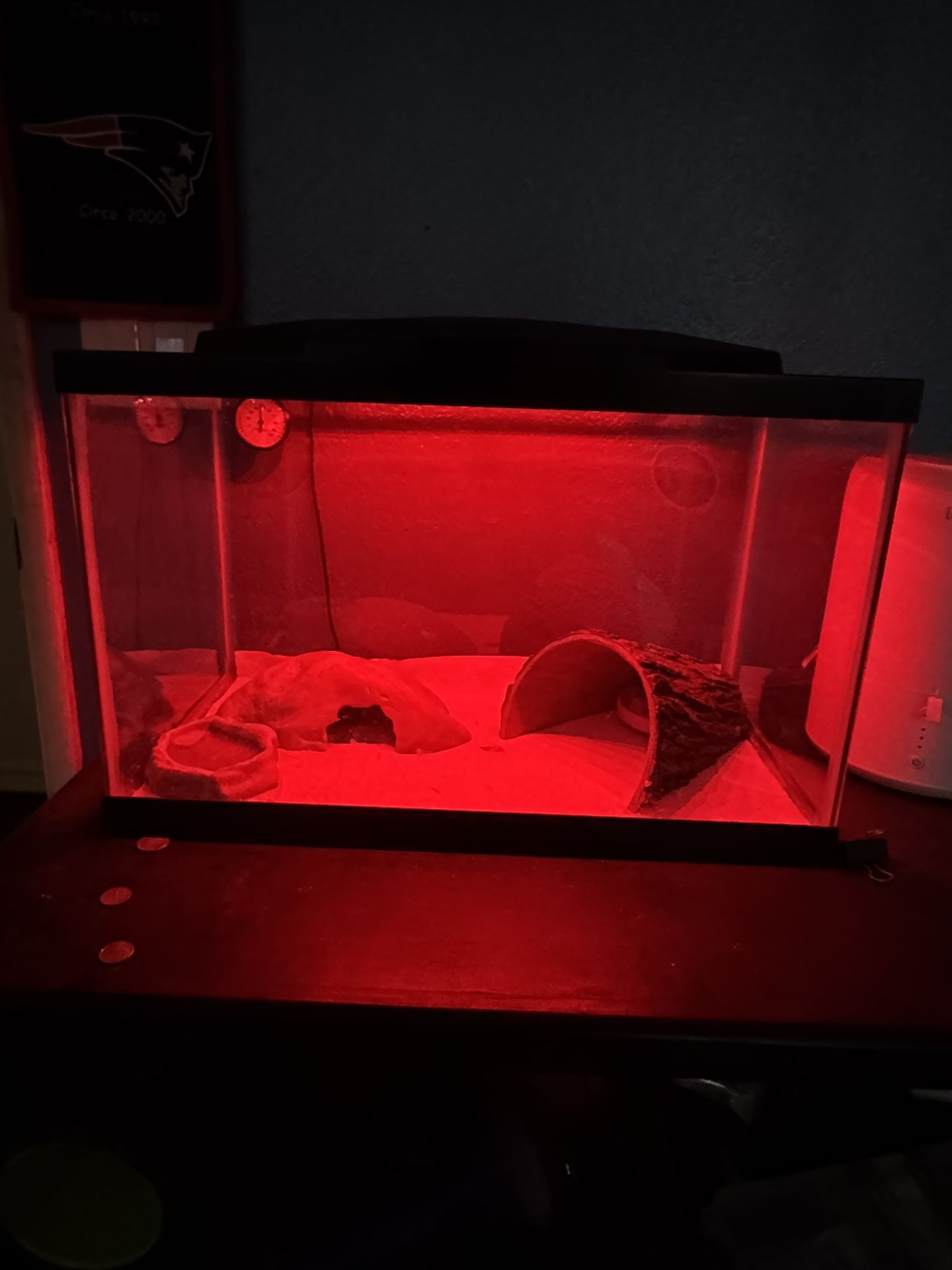 Reptile/Lizard Tank