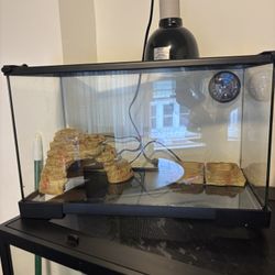 Small Reptile Enclosure