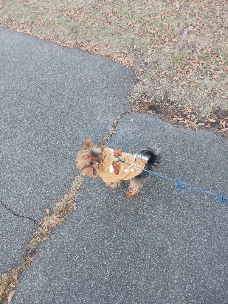 I'll walk your dog!