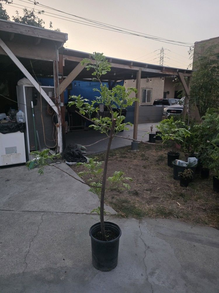 Arbolito  de  Jocote  Cieruela  Corona