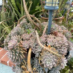 Una Planta en Maseta Muy Grande es Una Succulents 