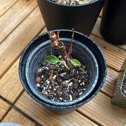 philodendron white knight