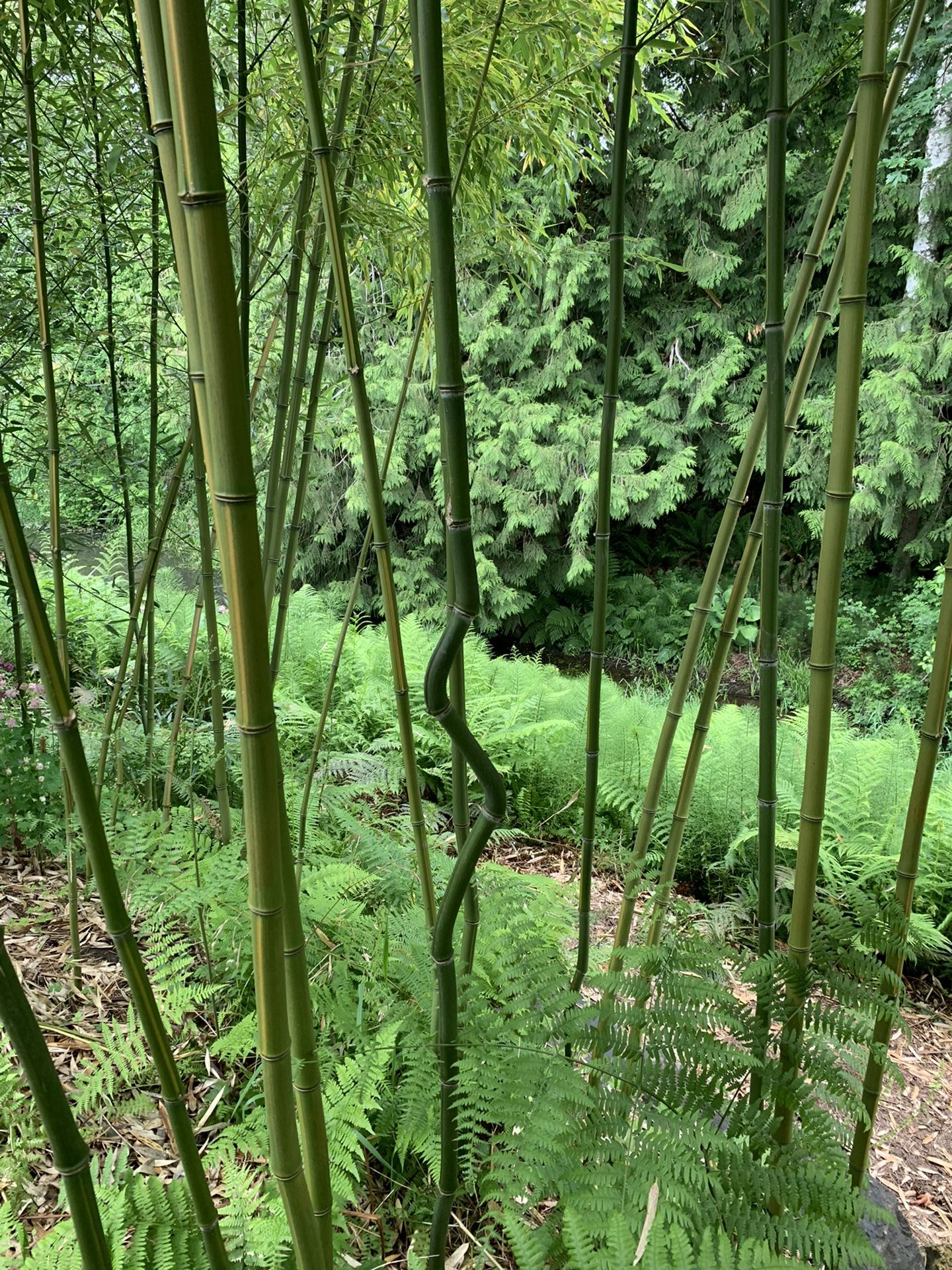 Bamboo plants