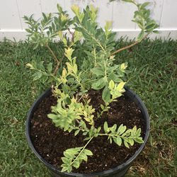Healthy Blueberry Bush In A Pot