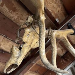 Elk Skull Mount Antlers Mountain Decor Cabin Decoration 