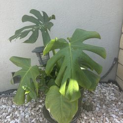 Monstera Plant 