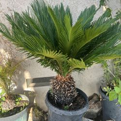 Palm tree