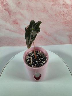 Pink nobilis alocasia plant