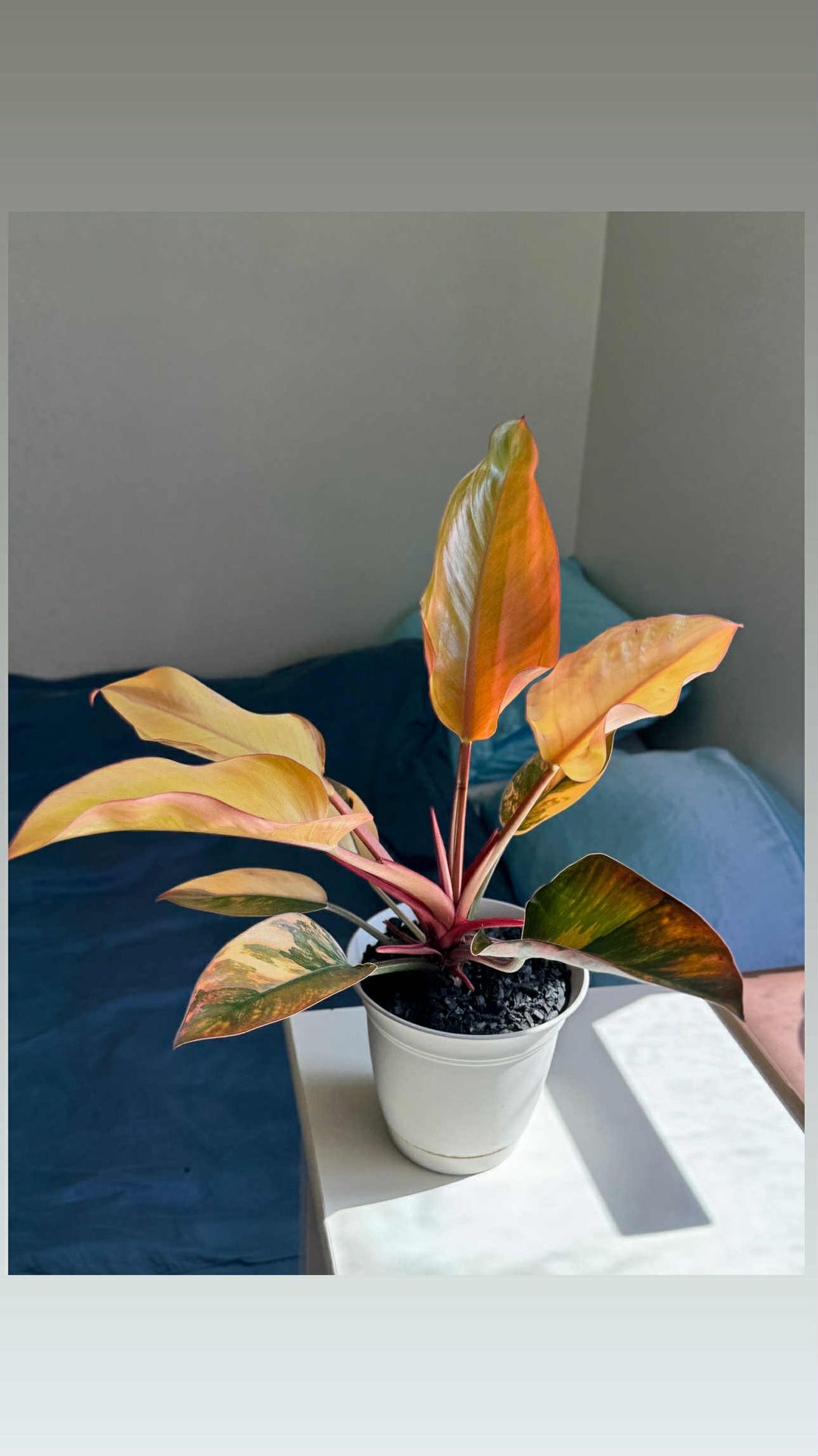 Philodendron Red Congo Variegated