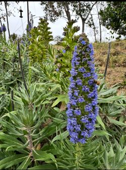 Star of Madeira Plants – Multiple Sizes 🌿