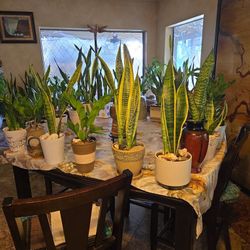 ZZ Plants And Snake Plants In 5in To 8in Ceramic Pots 