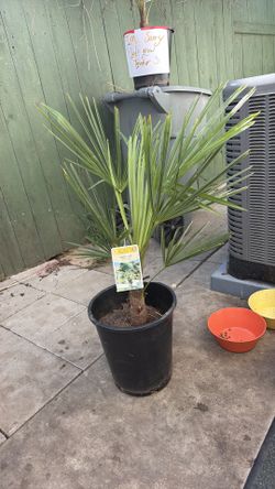 Windmill palm