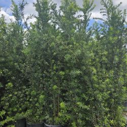 podocarpus  over 4 feet and up Instant Privacy Hedge For Fence Green Full 