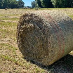 Hay