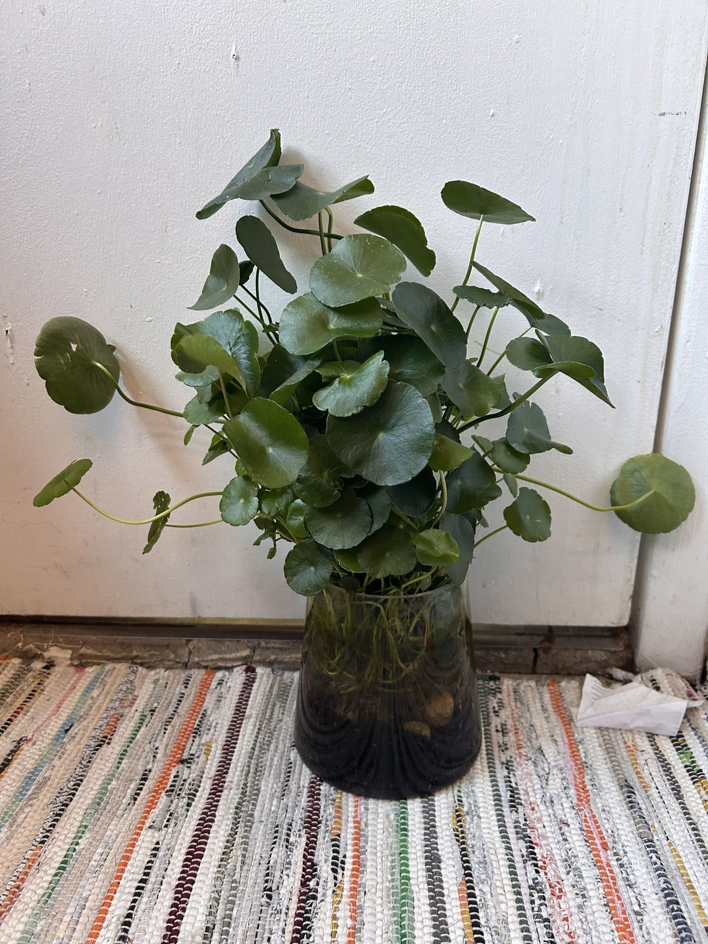 Pennyworth In A Glass Vase