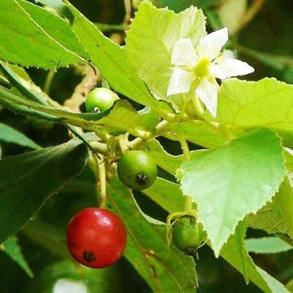 Muntingia calabura Jamaican cherry for Sale in Deltona, FL OfferUp