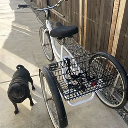 Adult bike