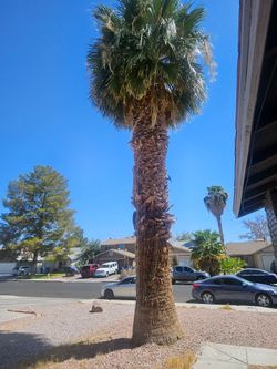 Free Paml Tree